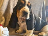 5 chiots Basset Hounds mâles à la réservation (LOF)
