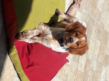 Beau mâle Épagneul Breton pour saillie