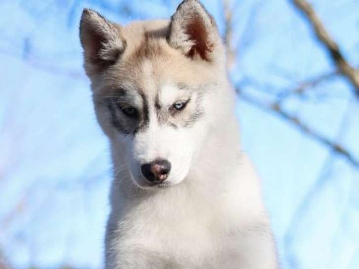 5 chiots mâles Huskies Sibériens LOF disponibles à la réservation
