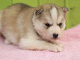 Un chiot Husky Sib&eacute;rien femelle LOF &agrave; r&eacute;server
