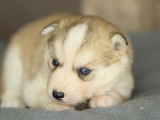 Un chiot Husky Sib&eacute;rien femelle LOF &agrave; r&eacute;server