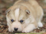Un chiot Husky Sib&eacute;rien femelle LOF &agrave; r&eacute;server