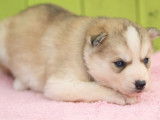 Un chiot Husky Sib&eacute;rien femelle LOF &agrave; r&eacute;server