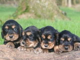 4 chiots mâles Cockers Spaniels Anglais noirs et fauve LOF à réserver