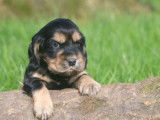 4 chiots mâles Cockers Spaniels Anglais noirs et fauve LOF à réserver