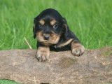 4 chiots mâles Cockers Spaniels Anglais noirs et fauve LOF à réserver