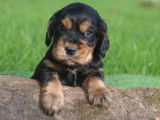 4 chiots mâles Cockers Spaniels Anglais noirs et fauve LOF à réserver