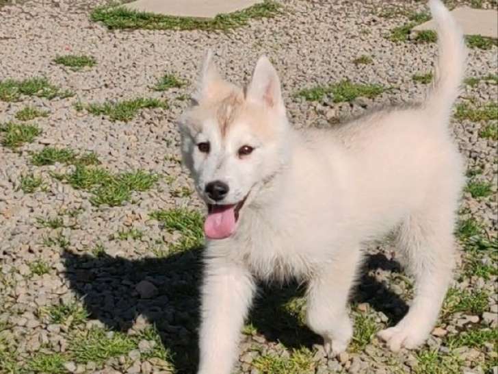 3 chiots Huskies Sibériens mâles LOF à vendre