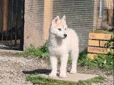 3 chiots Huskies Sibériens mâles LOF à vendre