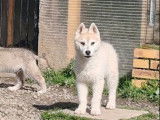 3 chiots Huskies Sibériens mâles LOF à vendre