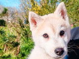 3 chiots Huskies Sibériens mâles LOF à vendre