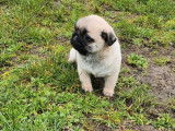 Chiot femelle Carlin LOF sable disponible