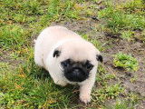 Chiot femelle Carlin LOF sable disponible
