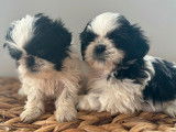 2 chiots Shih Tzu LOF noirs et blancs à réserver
