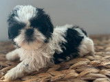 2 chiots Shih Tzu LOF noirs et blancs à réserver