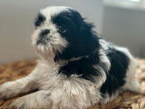 2 chiots Shih Tzu LOF noirs et blancs à réserver
