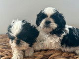 2 chiots Shih Tzu LOF noirs et blancs à réserver
