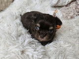 Des chiots Chihuahuas LOF chocolat à réserver