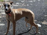 Chiot femelle Whippet LOF fauve à vendre