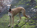 Chiot femelle Whippet LOF fauve à vendre
