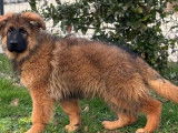 Chiot mâle Berger Allemand fauve charbonné LOF disponible