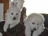 5 chiots Bergers Blancs Suisses LOF à réserver