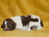 7 chiots English Springer Spaniels LOF à réserver