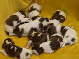 7 chiots English Springer Spaniels LOF à réserver