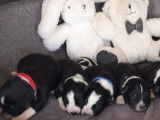 7 chiots Border Collies LOF &agrave; r&eacute;server