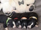 7 chiots Border Collies LOF &agrave; r&eacute;server