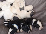 7 chiots Border Collies LOF &agrave; r&eacute;server
