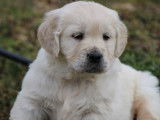 5 chiots Golden Retrievers LOF disponibles à l'achat