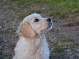 5 chiots Golden Retrievers LOF disponibles à l'achat