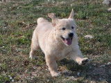 5 chiots Golden Retrievers LOF disponibles à l'achat