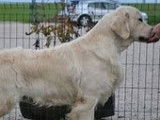 5 chiots Golden Retrievers LOF disponibles à l'achat
