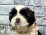 Des chiots Shih Tzu sont disponibles