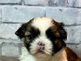 Des chiots Shih Tzu sont disponibles