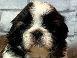 Des chiots Shih Tzu sont disponibles