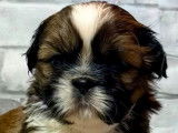 Des chiots Shih Tzu sont disponibles