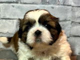 Des chiots Shih Tzu sont disponibles