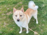 Mâle Pomsky F3 de 1 an disponible pour saillie