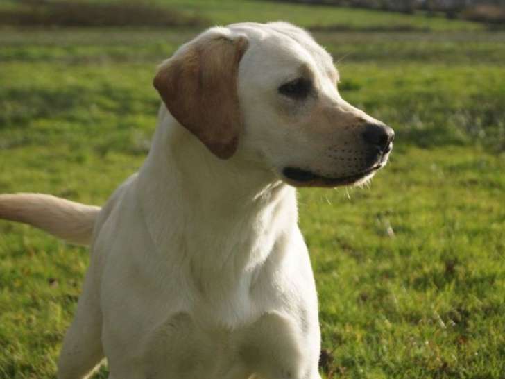À vendre : chienne Labrador Retriever LOF, de mars 2018