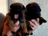 3 chiots Malinois LOF, de f&eacute;vrier 2024, &agrave; r&eacute;server