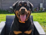 À vendre : chienne Rottweiler LOF noire et feu