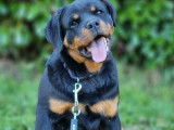 À vendre : chienne Rottweiler LOF noire et feu