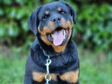 À vendre : chienne Rottweiler LOF noire et feu