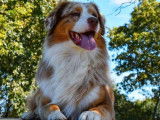 Un chien Berger Australien LOF rouge merle de 2 ans disponible à la saillie