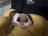 6 chiots Bulls Terriers LOF, de février 2024, à réserver