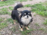Disponible à la saillie, 1 chien Chihuahua LOF, de février 2022