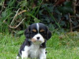 4 chiots Cavaliers King Charles LOF à réserver
